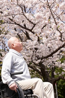 Cherry Blossom_1