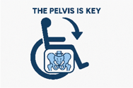 Pelvis is key